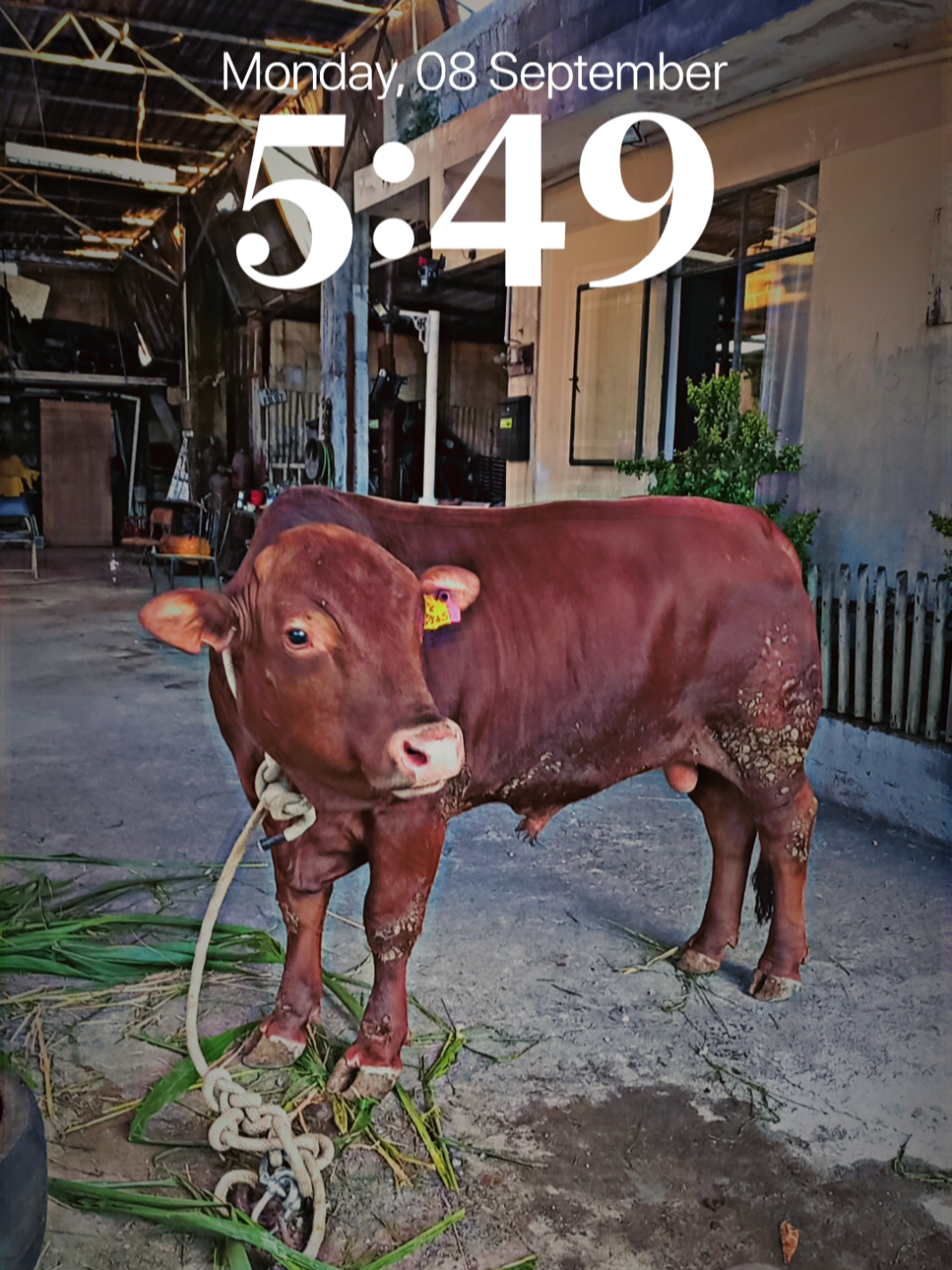 Alhamdulilah ❤️ 💯  @S54 E46  #cattleloversmru #southafricancattle #fyp #foryoupage❤️❤️ #mru🇲🇺@MF CREATIONS 💯❤️  @Ａ𝗚 @I🥷 @B҉I҉S҉M҉I҉L҉L҉A҉H҉ F҉A҉R҉M҉🐂 @Anass_1786_ @Hayaat @🐂🐫🐐🐏 @NADIR @bakrid comming soon. 