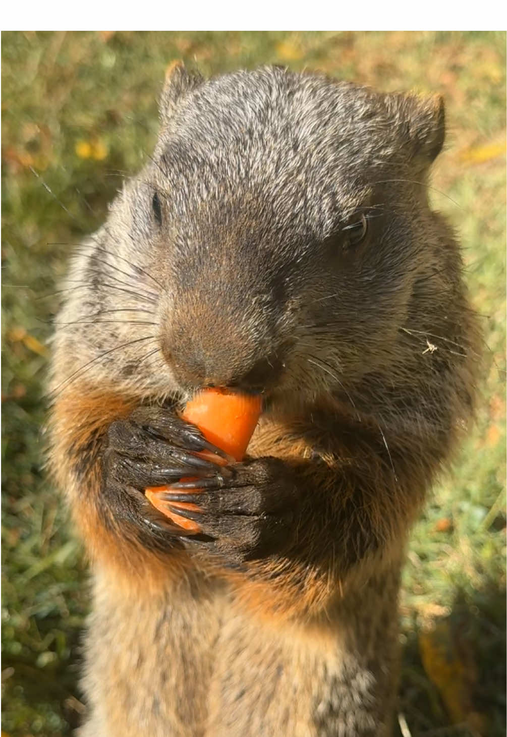 Okay besties, here’s some more content of the groundhog baby y’all wanted to see more of!! ☺️🥹💜 #wildlife #groundhog #PetsOfTikTok #fypシ゚viral #asmr 