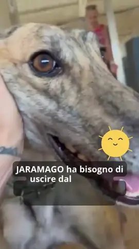 Jaramago è un meraviglioso levriero dolce e affettuoso, sempre alla ricerca di coccole: il suo pelo è cosi morbido che è difficile resistere! Un cane equilibrato che preferisce la compagnia di cani pacati. E’ risultato positivo alla Leishmania ma è sotto controllo. Jaramago ha bisogno di uscire dal rifugio e trovare una famiglia che lo ami al più presto! Data di nascita 23 Gennaio 2022 Provenienza Galguero  Altezza 69 Peso 28 Genere Maschio Manto Tigrato In FBM dal 05 Maggio 2025 Compila il form: https://www.insiemeperfbm.org/modulo-adozione/ #adottaunlevriero #galgoespañol #dogsoftiktok  #svuotiamolegabbie #insiemeperfbm info@insiemeperfbm.org www.insiemeperfbm.org cell. +39 351 9764777