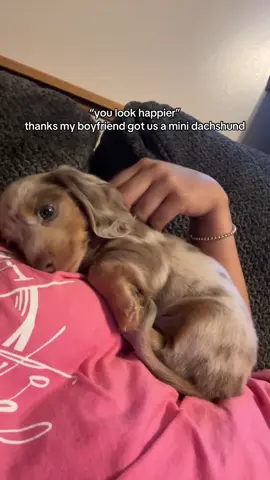 the cuddles are the best 💞 #minidachshund #minidachshundpuppy #youlookhappier #puppy #puppytiktok 