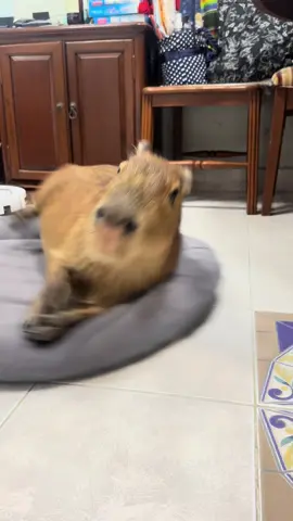 Frank drift ⚡️#frankiecapybara #capybara #คาปิบารา #ขึ้นฟีดเถอะ #ฟีดดดシ 