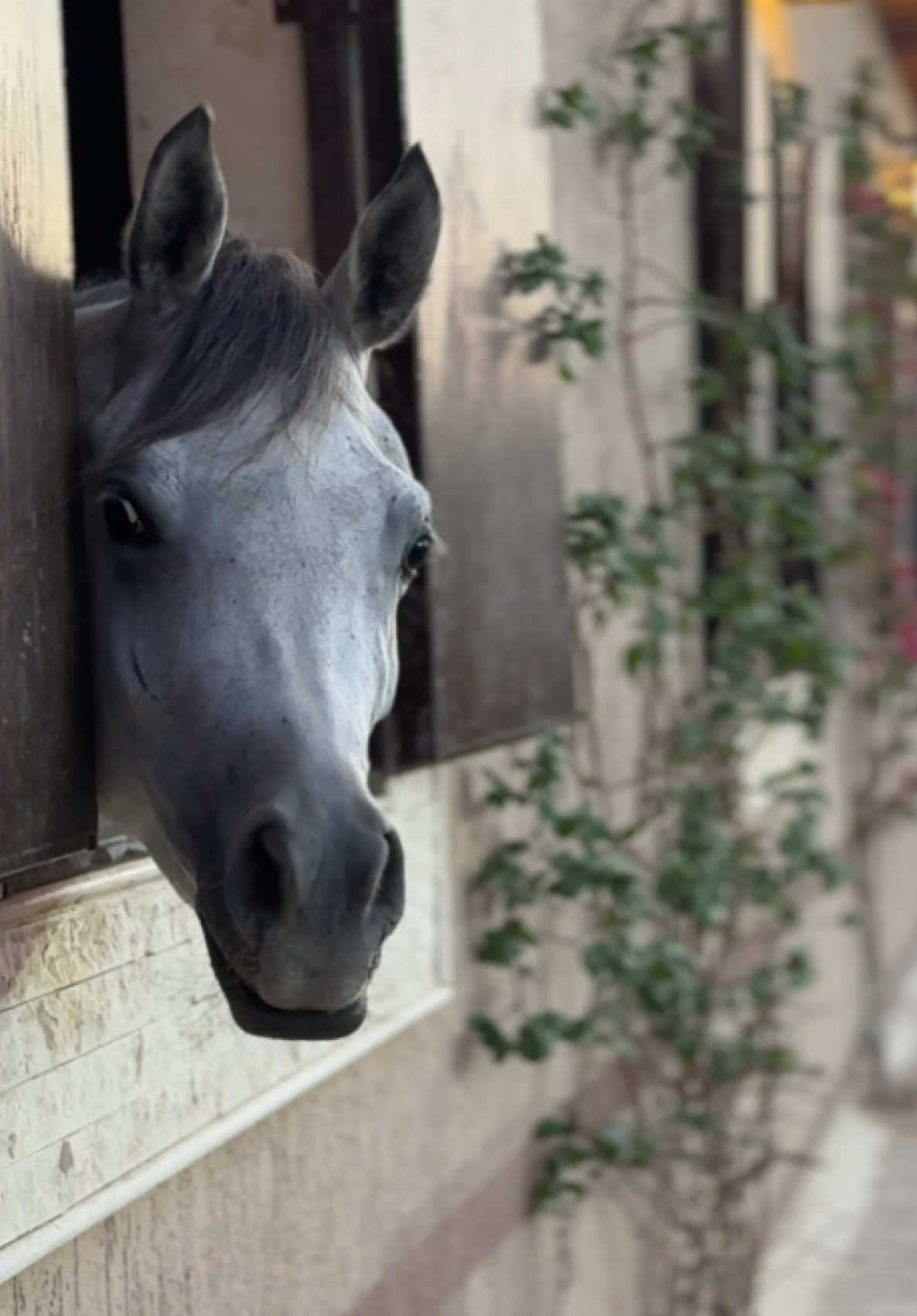 سُــرر 💙#اذكروا_الله #مربط_الفوج #الخيل_العربي_الاصيل #خيل #ALFOOJ_STUD 
