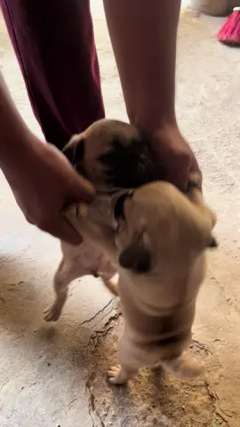 #pug
