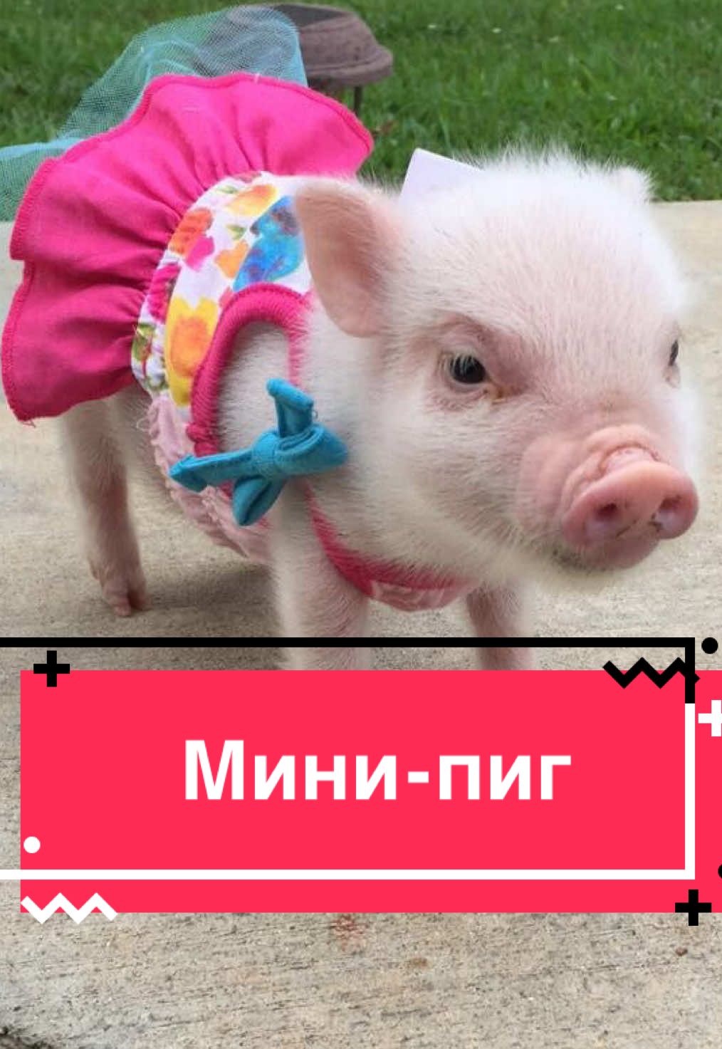 #минипиг #minipig #pig #свинья #minipigs 