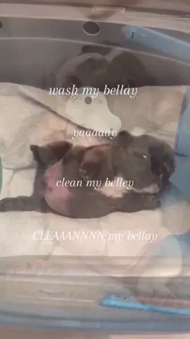 $PIBBLE #fyp #viral #pibble #trending 