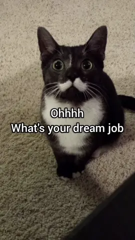 Dream job #fyp #meme #georgieebom #funny #cat 