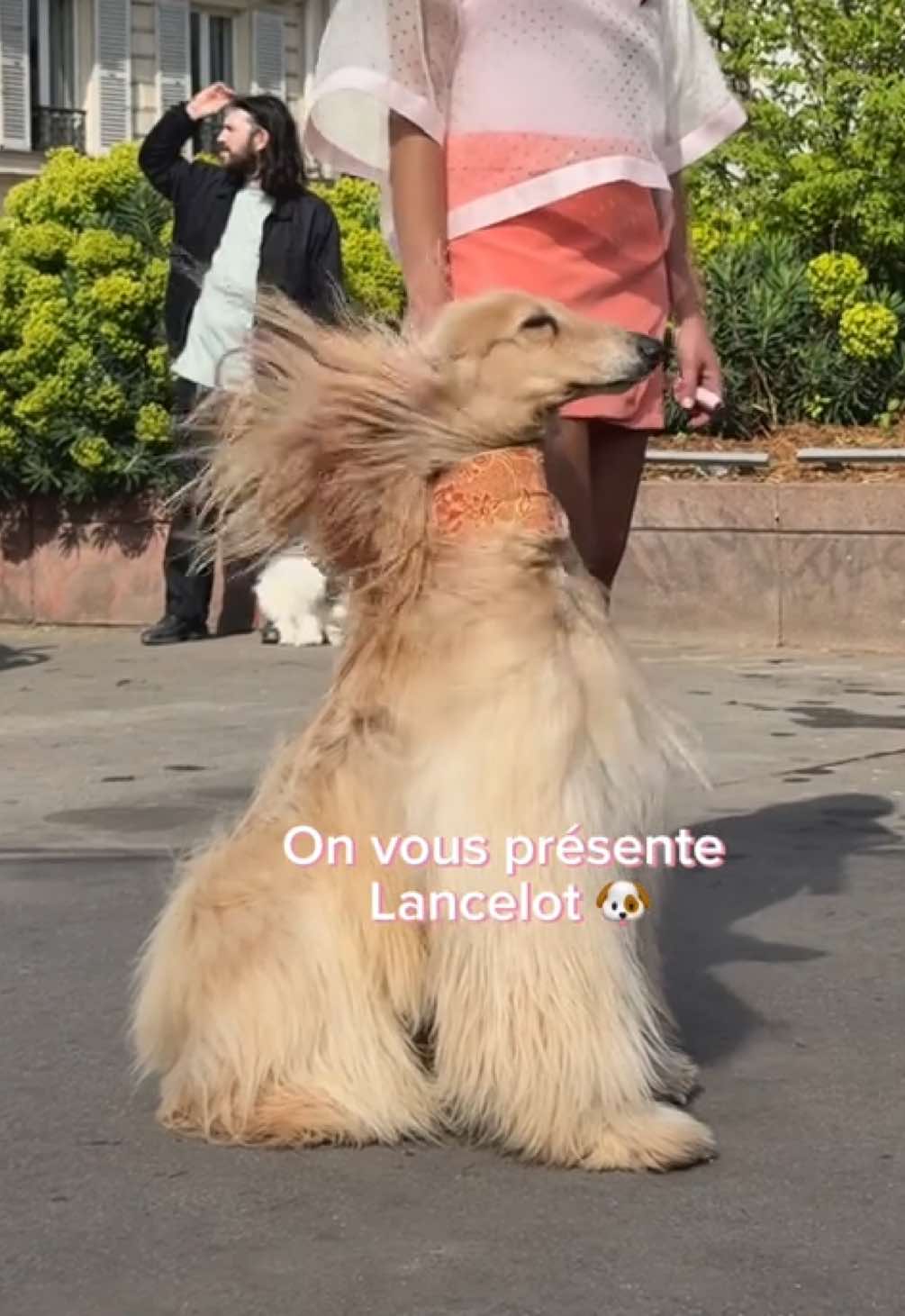 La vraie star de la campagne a captivé tous les regards sur le tournage. 👀 On croyait lancer le Twist Up Lift & Freeze… mais c’est une carrière qui vient de démarrer. Lancelot, incontestablement, la vedette du plateau. 🐾🎬 #BourjoisParis #TwistLiftFreeze #Backstages #Dog #BTS 