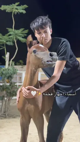 #طايل #فيقاس #الطايف #ا