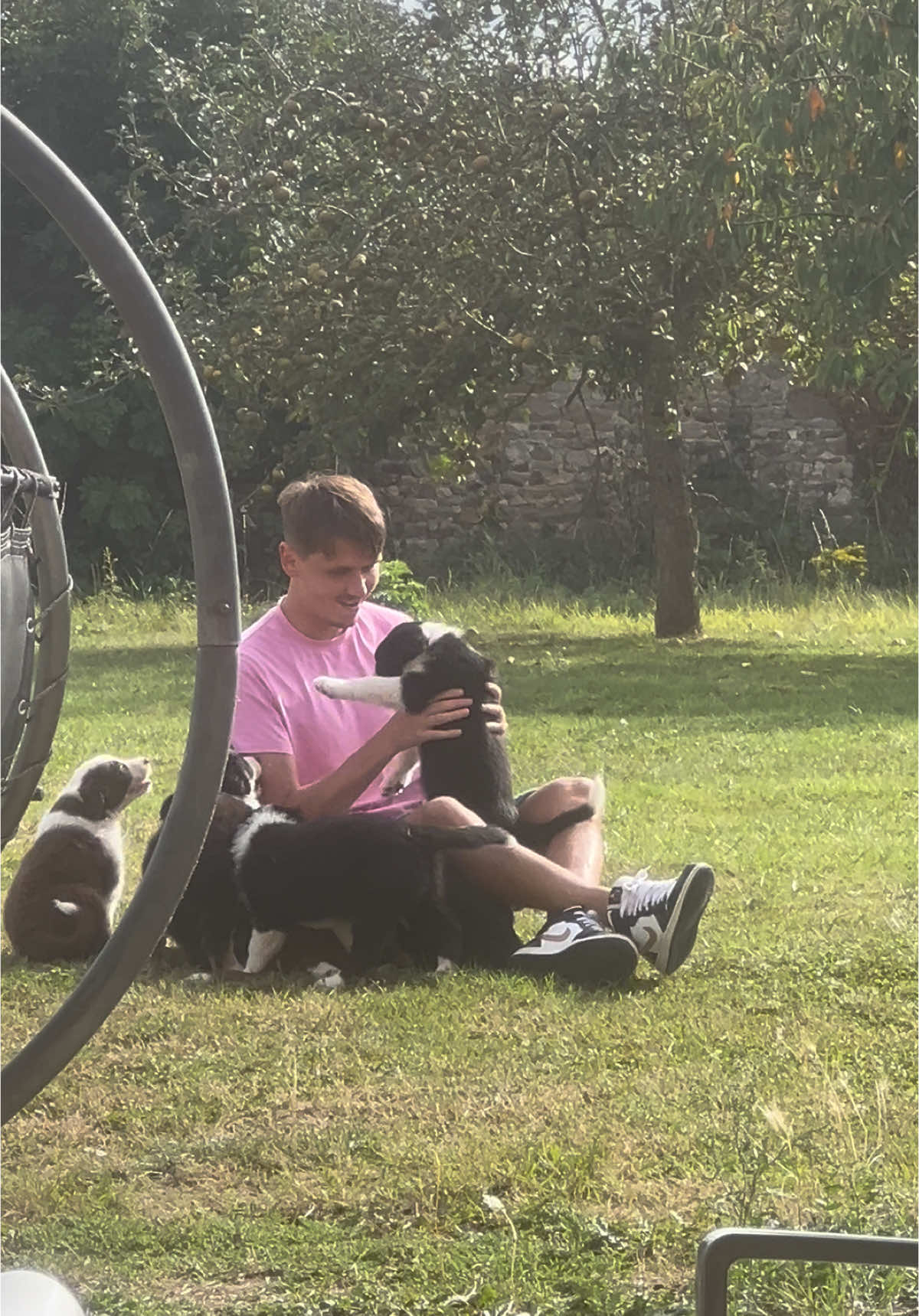 Les petits monstres 🥹 #doglovers #foryou #chiot #puppy #bordercollie #cutedog #dogmomlife #bordercolliesoftiktok #bordercolliepuppy 