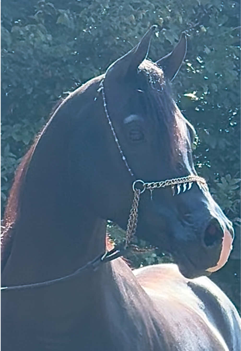 MM The Raven (Enzo x MM City Girl) 2018 Black Stallion  #stallion #horse #horses #fyp #fypシ 