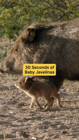 Tiny hooves and snouty snoots 🥹 These baby javelinas are leaving their birthing ground for the first time, keeping close to their mother’s side as they explore Saguaro National Park. 🎥: #AmericasNationalParks