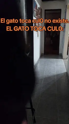 Funny Cats Discover Something Better Than Food 😹✨ #kittylove #cutecats #catsoftiktok #comedycats #lolcats
