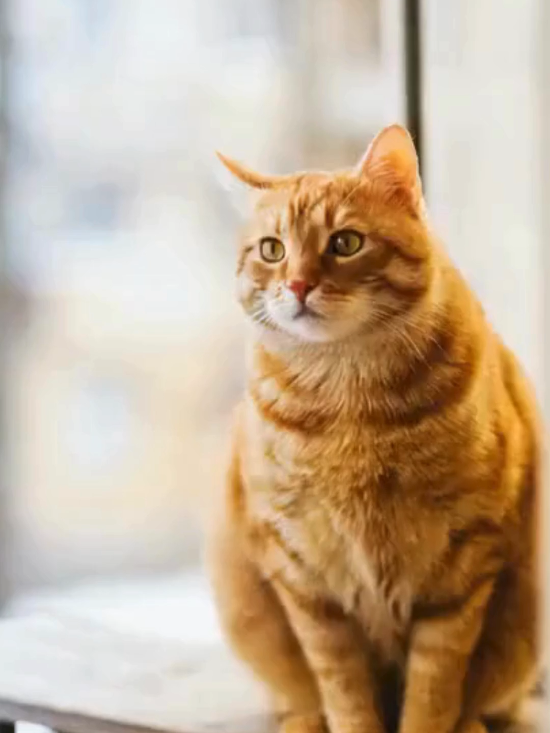 Gato Dançando Muito kkk #trendingtiktok #dançagatinho #cats