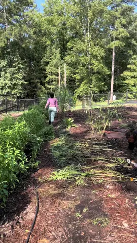 Down to planting  my last 200 collards  got  2500 down 