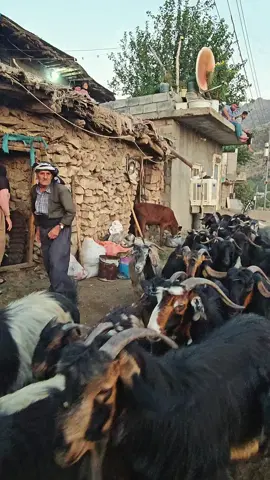 #pzhdar #qalladze #hallsho 