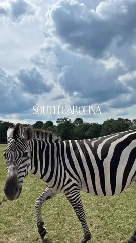 Fun day at the drive in 🦒 @Eudora Safari Park #southcarolina #safari #travel