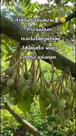 เหนื่อยวันนี้ พรุ่งนี้ก็เหนื่อย555😂🧑🏻‍🌾 สบายวันหน้า #ผู้หญิงทําสวน #ชาวสวน #ทุเรียนยะลา #ทํางาน 