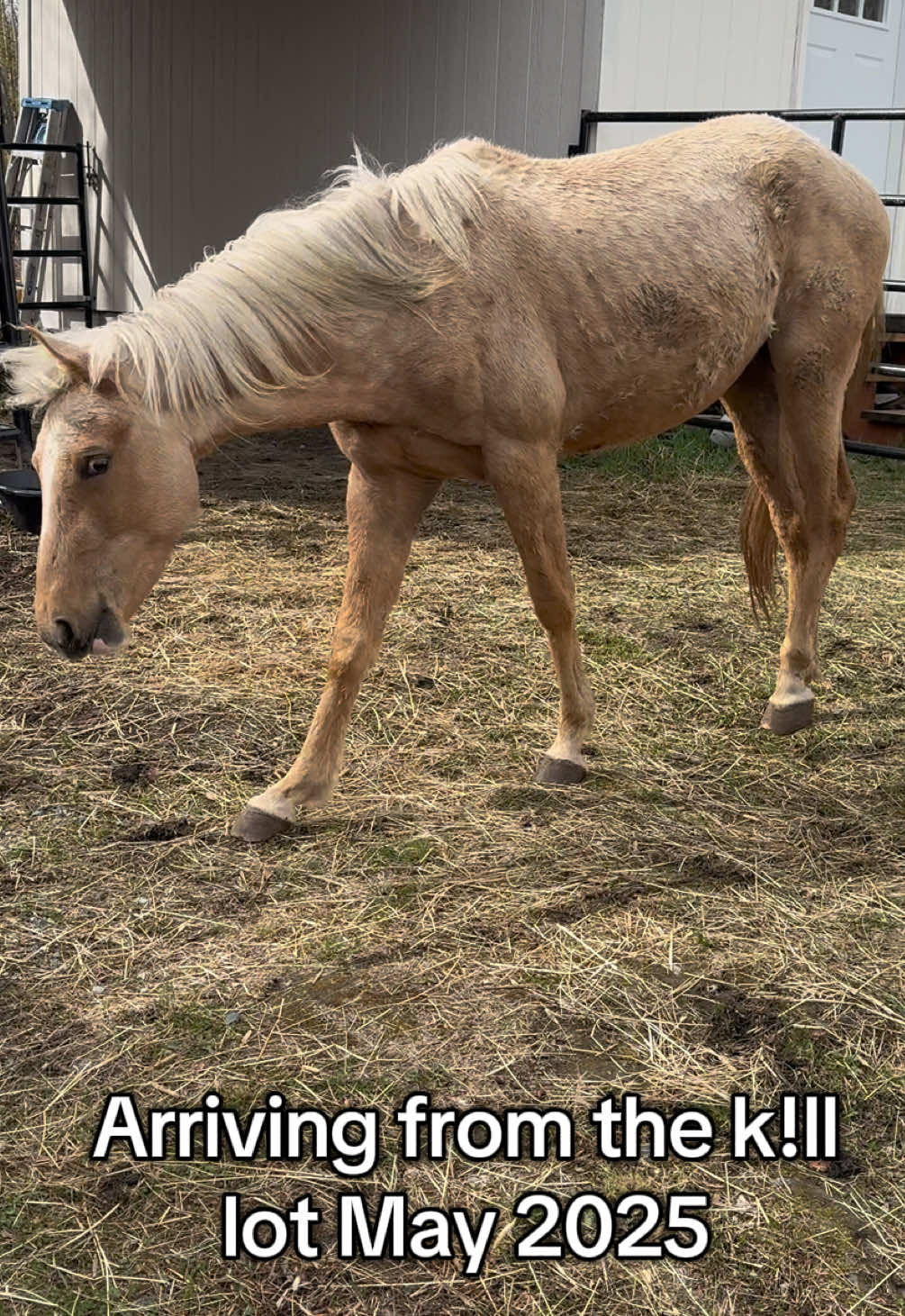 This baby is coming so far & has such gentle spirit.  #rescuehorse #horsetok #healingtrauma #feelinggood #minifarm 