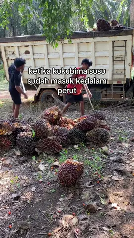 3 rit lagi pun ku tampung😂😂#kulisawit #kukubimasusu #foryou #fyp 