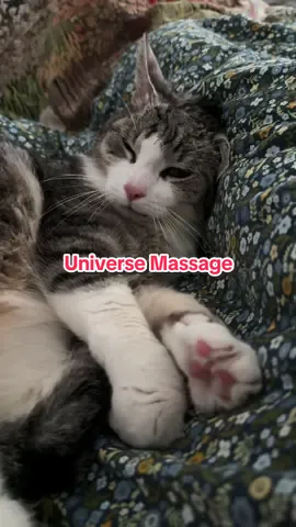 When you’re too cute to function 😻✨ My cat giving invisible massages to the universe 🐾💆‍♂️💫 #CatMassage #TooCute #catscat #fyp #viral