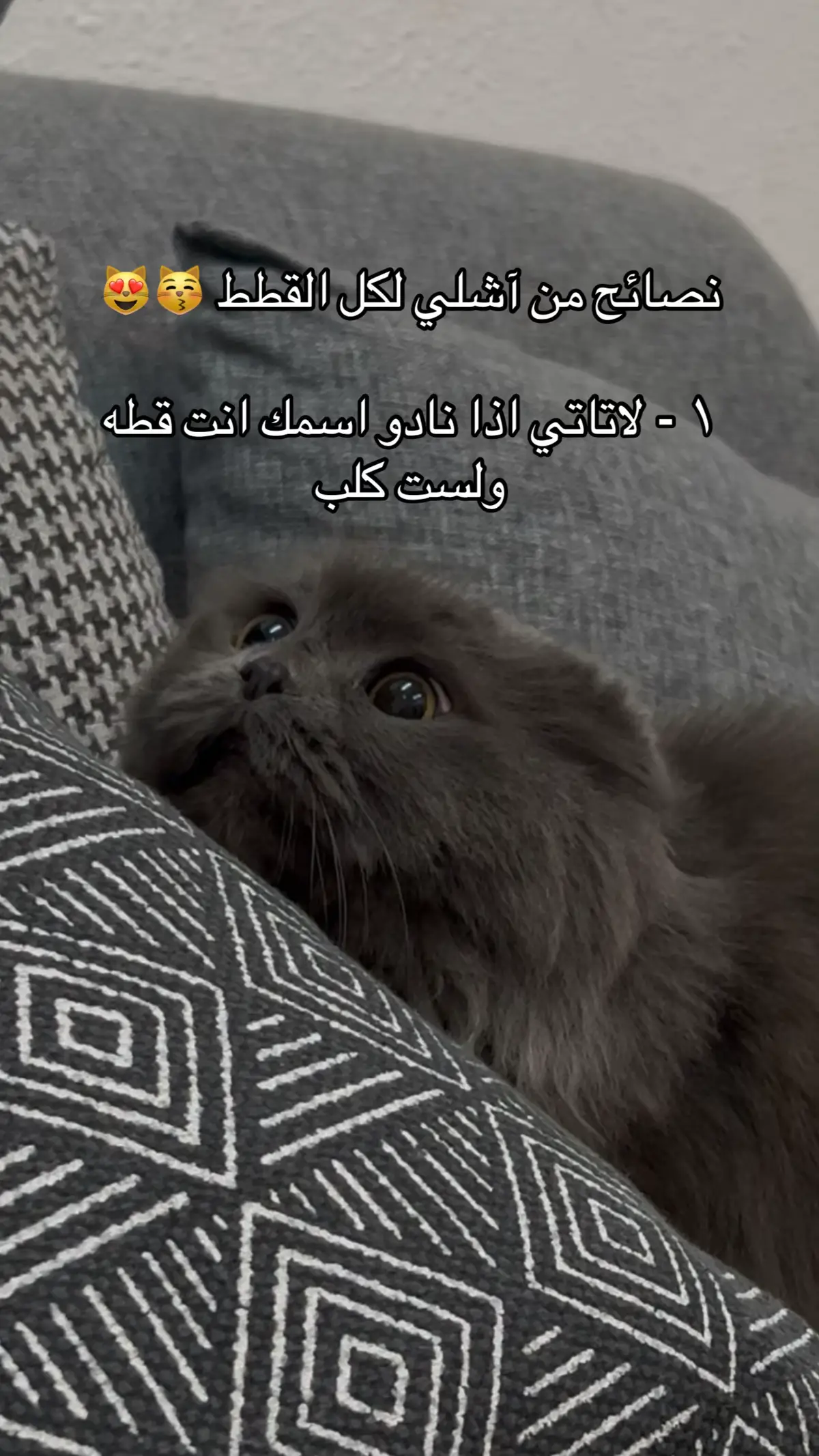 #مالي_خلق_احط_هاشتاقات #ترند #foryou #اكسبلور #catsoftiktok 