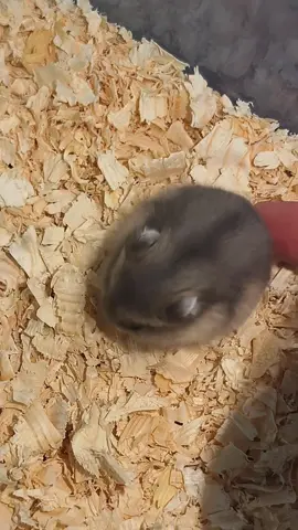 Untumbled hamster #hamster #hamstersoftiktok #pet #cuteanimals #fypシ゚viral 