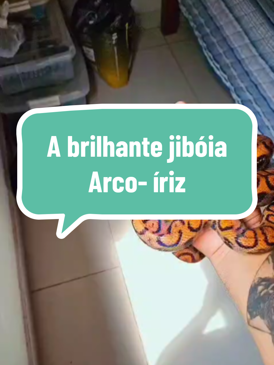 A luminosa jibóia arco -íriz! #jibóiaarcoririz  #viralvideos 