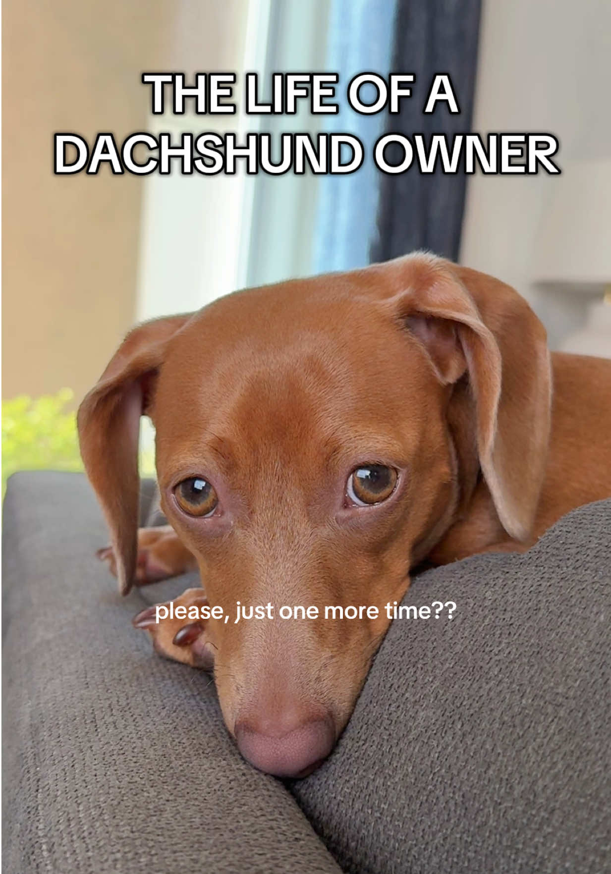 true story. And this repeats itself all day, everyday. #dachshundsoftiktok #naughtydog #funnydog #doginfluencer #dachshundaddict 