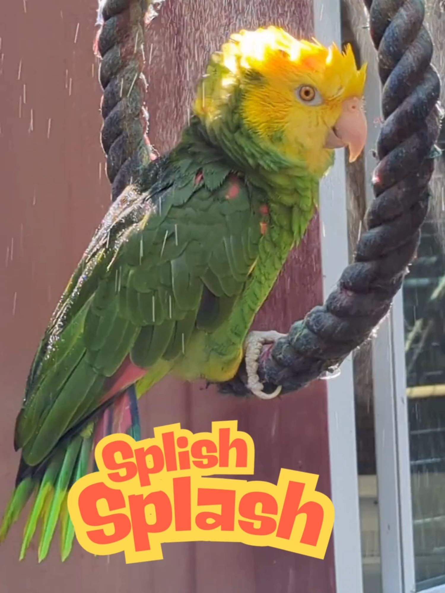 Splish Splash Get ready for a splash-tastic time with our mischievous birds as bath time turns into a full-blown water party! 🎉 Watch this feathered friend groove to its own beat, flapping and flouncing like a rock star to the classic “Flashdance” tune. Who knew birds had such epic dance moves? With wings of wonder, this sweetie turns every water droplet into a dance partner. Its feathered funk shakes those tail feathers with flair, while its aqua acrobatics make waves with a beak and boundless energy. Join us in celebrating the joy of turning an ordinary bath into an extraordinary event. Don’t forget to catch this water-loving wonder and its dazzling dance moves on our live sessions! Help us keep the fun going by supporting our sanctuary. Together, let's ensure every animal has the chance to live their best, splashiest life! 🌊✨ #SplishSplash #Macaw #macawsoftiktok #BirdBathBoogie #WildlifeWonder #SupportWildlife #SanctuaryLife