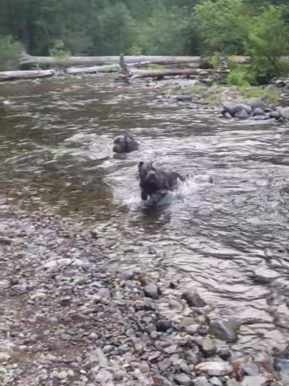 I cant replace the way it made me feel #canecorso #italianmastiff #mastiff #salmoncreekcanecorso #dogsoftiktok 