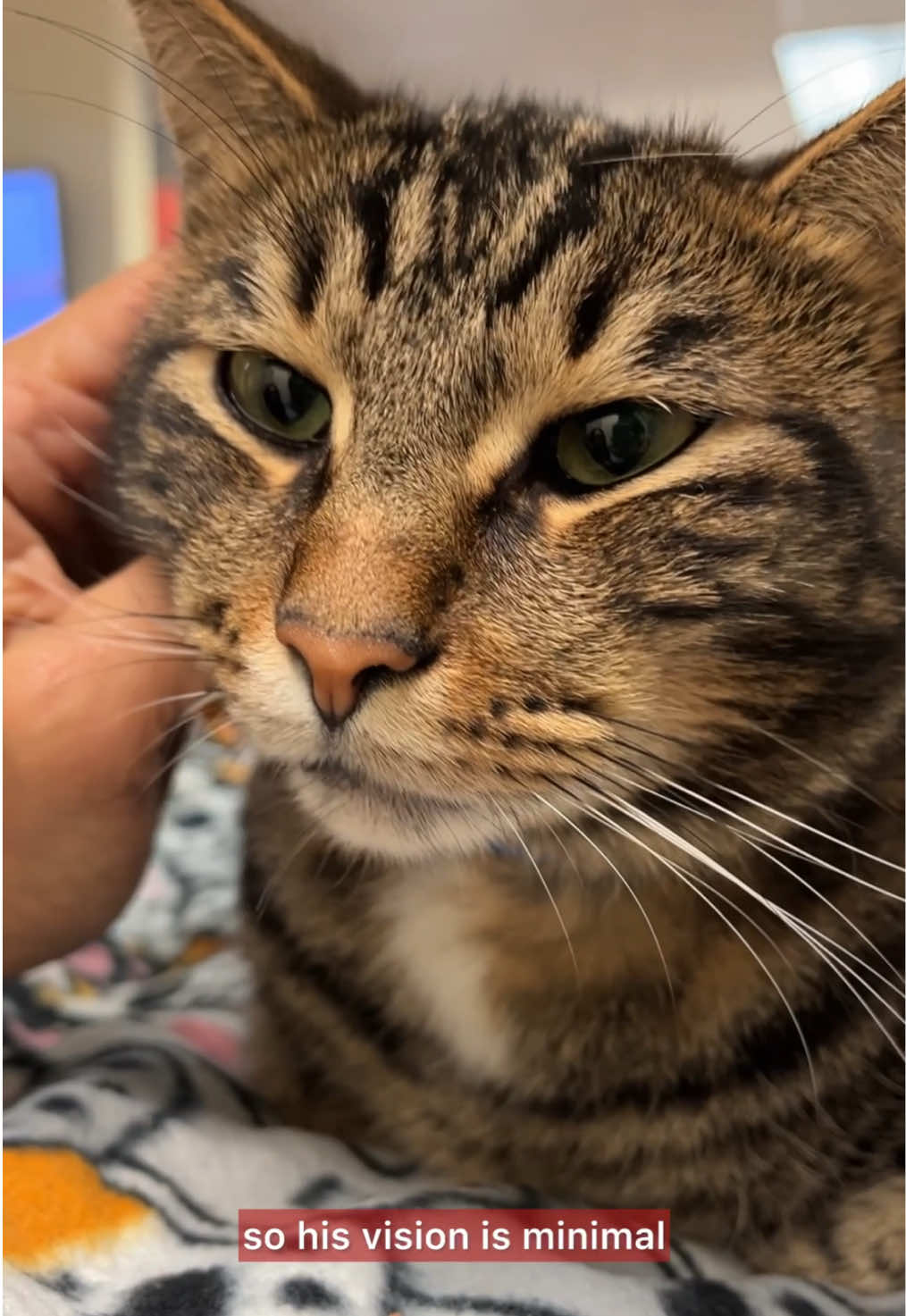 Say hello to our precious Purina Pet of the Week, Steven 🐾 This 4-year-old tiger kitty was surrendered when his owners divorced and could no longer give him the care he deserves 💔  Despite everything, Steven is one of the sweetest, most easy-going cats you’ll ever meet. He loves lounging by the window, climbing the cat tower, chasing noisy toys, and hiding in boxes.  Steven is wonderful with other cats and even kids, making him the perfect companion for many families. He does have minimal vision due to a condition called Progressive Retinal Atrophy (PRA), which may eventually cause full blindness. Thankfully, it’s not painful, and with love and a safe home, Steven can still live a happy, fulfilling life 💕  Steven may not see the world perfectly, but he’ll see you with his heart ❤️ If you’re ready to give this sweet boy the forever home he’s been waiting for, please fill out a pre-adoption application on our website🏡 #adoptdontshop #sheltercat #adoptme #rescuedcat #catsofinstagram   