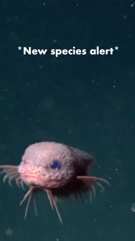 Meet the newest (and cutest) addition to the snailfish family 🐟⁠ ⁠ MBARI collaborators at SUNY Geneseo, with scientists from the University of Montana and the University of Hawaiʻi at Mānoa, have described three new deep-sea snailfishes, including one first discovered using MBARI’s remotely operated vehicle Doc Ricketts. ⁠ ⁠ Snailfishes make their homes in a variety of ocean habitats—from shallow tide pools to deep-sea trenches. The newly described bumpy snailfish (Careproctus colliculi), observed in the depths of Monterey Canyon nearly 3,300 meters (10,800 feet) underwater, has a distinctive pink color and a bumpy texture. ⁠ ⁠ MBARI’s technology is helping researchers document deep-sea biodiversity, and our collaborations with expert taxonomists around the world are helping to advance the discovery of life in the largest living space on Earth. What we’ve learned can help resource managers and policymakers make informed decisions about the future of the ocean to safeguard marine life and environments from threats like climate change and mining. #MBARI #DeepSea #DeepOcean #wakeupbaenewspeciesjustdropped 
