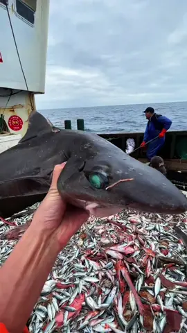 This is how they release the wrongfully fished sea life#fish #sea #ocean #fishing #rare 