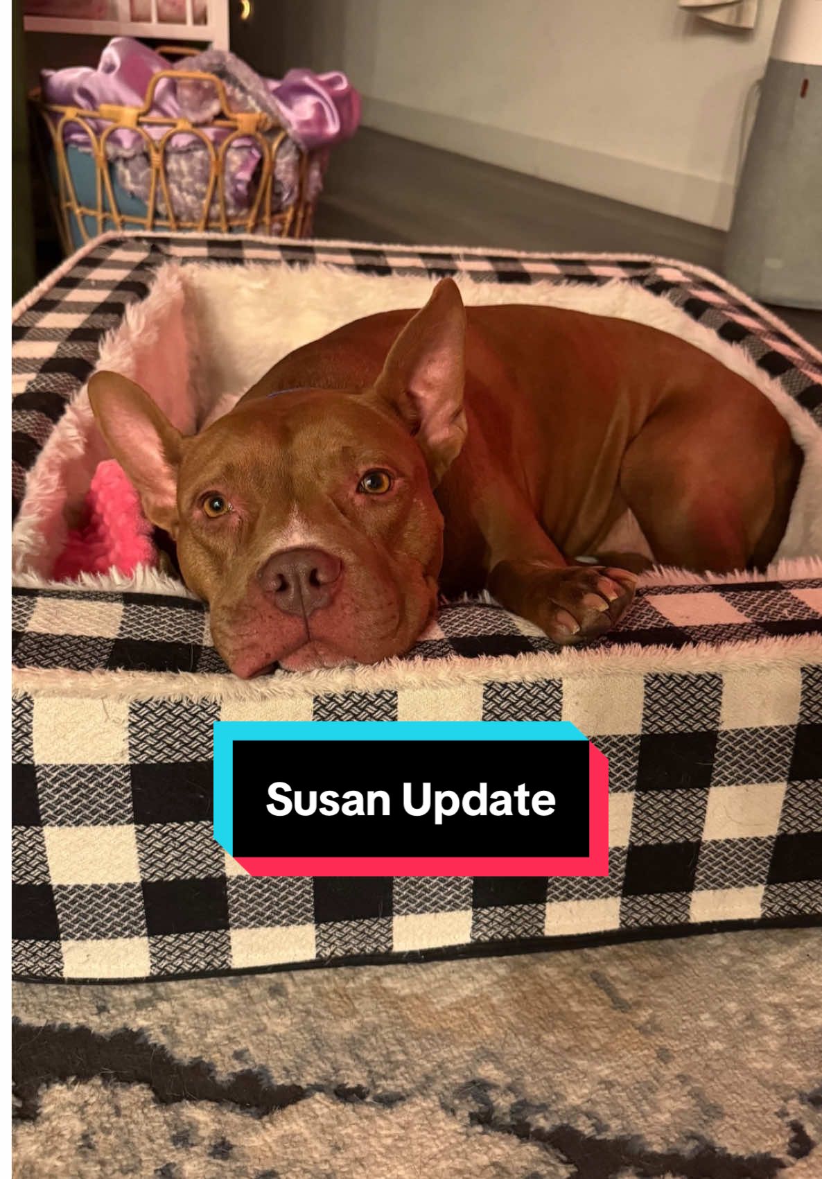 Every time I get a Susan update, I cry. I got this one a while ago. Look at her playing with her friend so nicely. 🥹 She went from having serious resource guarding issues to now being able to play with no issues. I’m so beyond proud of her. ❤️ #mygirl #dog #update #reacue #fyp 
