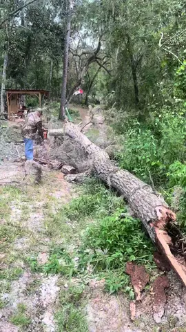 #carpinterojavo #chainsawmanpower #motosierra #oaktree 
