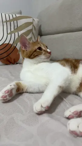 🐾🐾Pisicik❤️🐾🐾🐾🐾 #kedilerindünyası  #sokakhayvanları  #kesfetbeniöneçıkart  #anıyakala  #miyav 