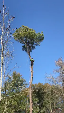 #treeservice #trees #viraltiktok #viraltiktokvideo 