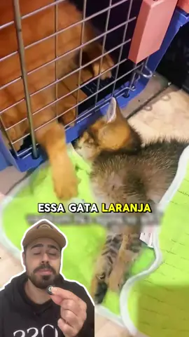 A mãe gata no final teve uma supresa #animals #animalrescue #historia #animalsoftiktok 