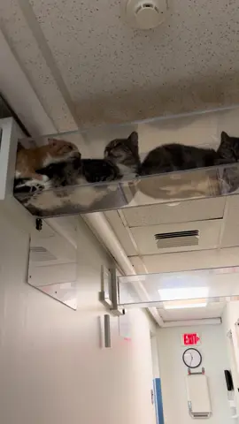 Floating kitties 🍞##cats##catsoftiktok##catlady##catlover##cattok