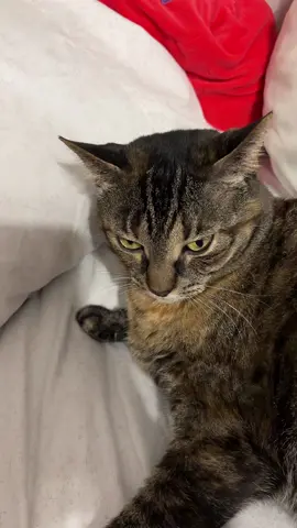 Argo is a grumpy butt😂
