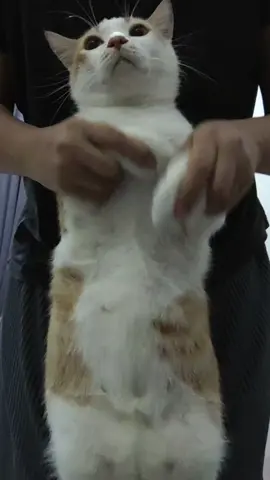 💃💃💃#catlover #kucingoyennihbos😂😂 #pecintakucing #fypage 