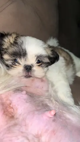 Vida boa ela tem!!!! #amoshitzu❤️🐶❤️ #shihtzus #shihtzusoftiktok 