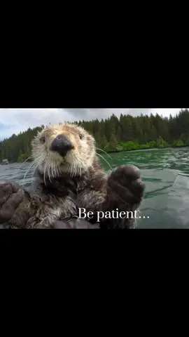 as requested :3  #otters #animals #edit #fyp 