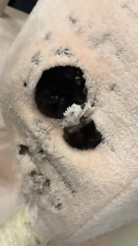 i’ve had this cat tree for 6 months now #fyp #catsoftiktok #cattok #cat #catmeme 