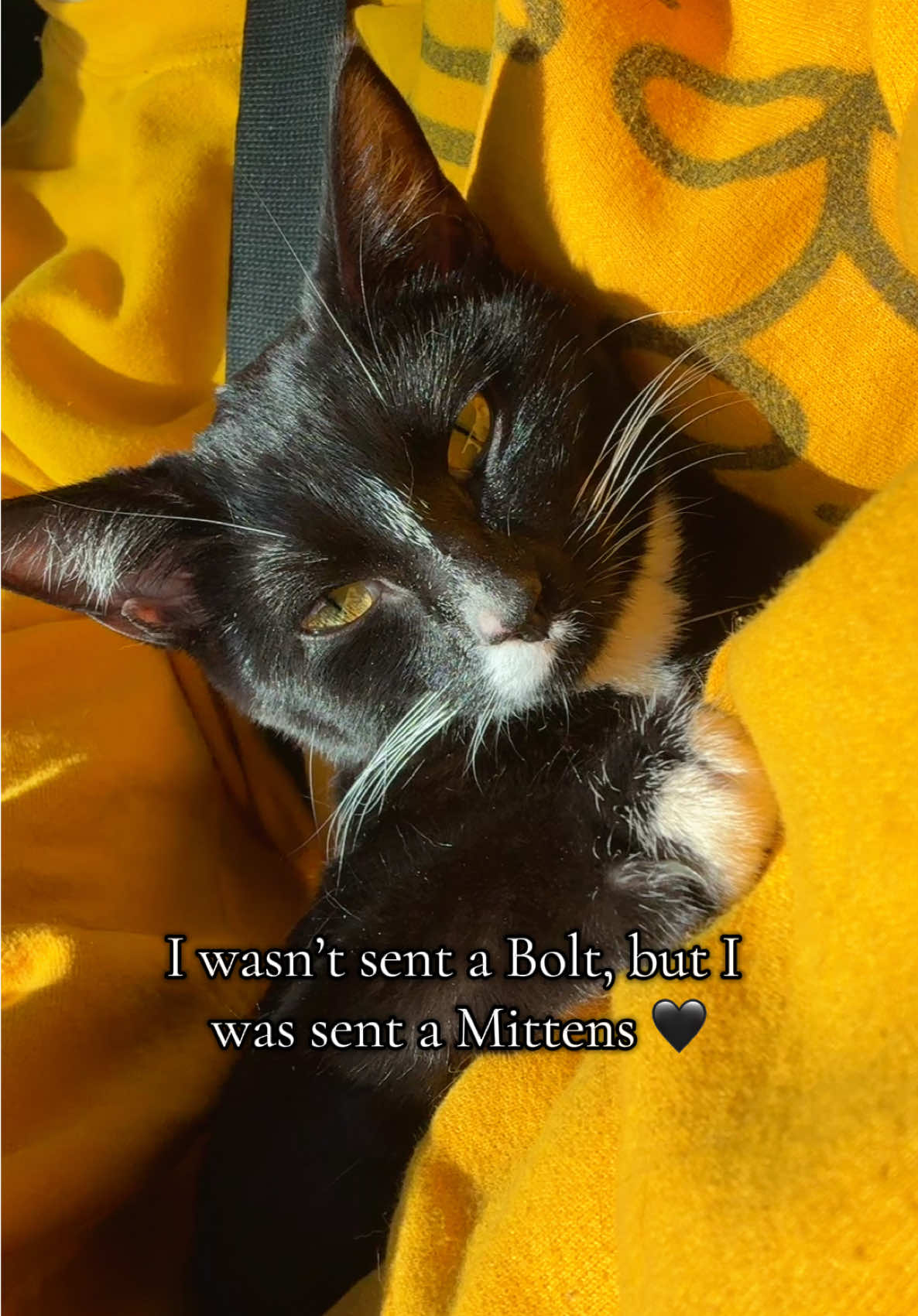 this trend 🥹😭 I love my little Socks.  #fyp #trend #cat #bolt #mittens 