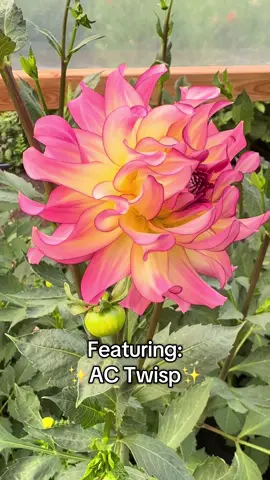 Cannot get enough of this one. Perfect. No notes. 💅🏻 #cutflowers #flowerfarmer #cutflowergarden #dahlias #flowers 