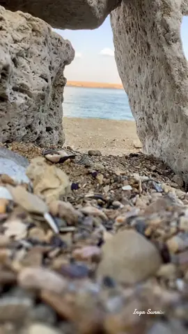 Не смогла я пройти мимо этой грузинской песни 🇬🇪 🙂 Друзья из солнечной Грузии , подскажите плиз как называется эта песня и кто ее поет 🙏❤️ #грузия 🇬🇪 #душа #песня #музыка #музыкадлядуши 