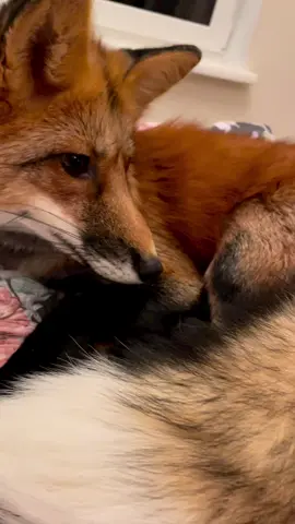 Fox