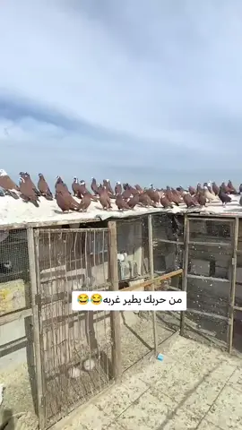 #شعب_الصيني_ماله_حل😂😂 