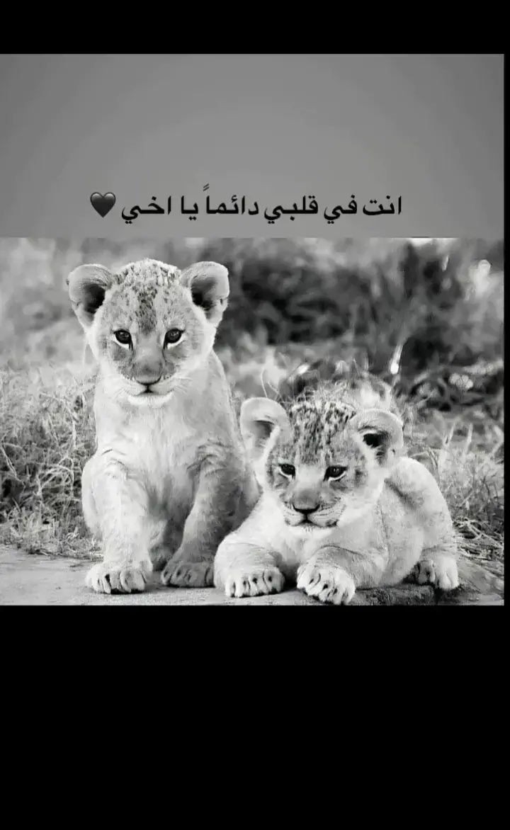 #الخوه_النظيفه #صعدوو_ءڪڪسبلور_للايڪ_متابعه @حسين علي #صعدوو_ءڪڪسبلور_للايڪ_متابعه #الشعب_الصيني_ماله_حل😂😂 #تصويري_احترافي_الاجواء👌🏻🕊😴 